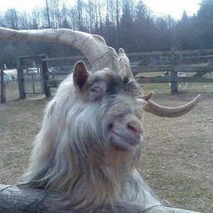 Meet your Posher, Ron